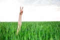 Woman hand making the victory sign Royalty Free Stock Photo