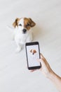 Woman hand with mobile smart phone taking a photo of a cute small dog over white background. Indoors portrait. Happy dog looking Royalty Free Stock Photo