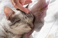 Woman hand petting a cat head, cat sleeping with warm sunlight in the morning. love to animals