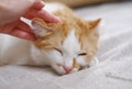 Woman hand petting cute orange and white cat