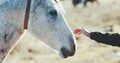 Woman hand petting white horse head Royalty Free Stock Photo