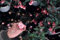 Woman hand pick up pink hardy fuchsia flower in garden