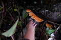 Woman hand pick yellow mushroom tree trunk in rainy season Royalty Free Stock Photo