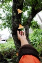 Woman hand pick yellow mushroom tree trunk in rainy season Royalty Free Stock Photo