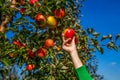 Woman hand picking an apple. Organic fruit and vegetables. Farmers hands freshly harvested apples. Gardener hand picking Royalty Free Stock Photo