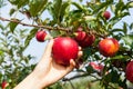 Woman hand picking an apple Royalty Free Stock Photo