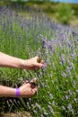 Woman hand picking aromatic lavender