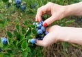 Woman hand picking blueberry Royalty Free Stock Photo