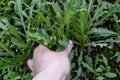 woman hand picking fresh arugula leaves from the garden bed. Royalty Free Stock Photo