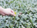 Woman hand picking green leaf in tea field Royalty Free Stock Photo