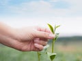 Woman hand picking green leaf in tea field Royalty Free Stock Photo