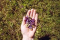 Woman hand picking holding Prunella vulgaris, common self-heal, heal-all, woundwort.