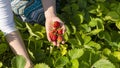 Woman hand picking/holding strawberries in field