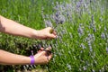 Woman hand picking lavender