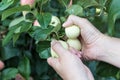 A woman hand picking a red ripe apple from the apple tree Royalty Free Stock Photo