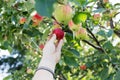 A woman hand picking a red ripe apple from the apple tree Royalty Free Stock Photo