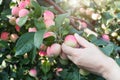 A woman hand picking a red ripe apple from the apple tree Royalty Free Stock Photo