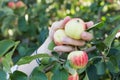 A woman hand picking a red ripe apple from the apple tree Royalty Free Stock Photo