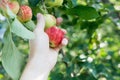 A woman hand picking a red ripe apple from the apple tree Royalty Free Stock Photo