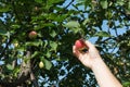 A woman hand picking a red ripe apple from the apple tree Royalty Free Stock Photo