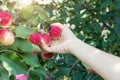 A woman hand picking a red ripe apple from the apple tree Royalty Free Stock Photo