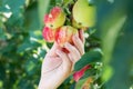 A woman hand picking a red ripe apple from the apple tree Royalty Free Stock Photo