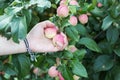 A woman hand picking a red ripe apple from the apple tree Royalty Free Stock Photo