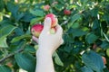 A woman hand picking a red ripe apple from the apple tree Royalty Free Stock Photo