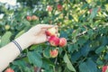 A woman hand picking a red ripe apple from the apple tree Royalty Free Stock Photo