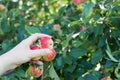 A woman hand picking a red ripe apple from the apple tree Royalty Free Stock Photo