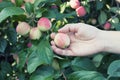 A woman hand picking a red ripe apple from the apple tree Royalty Free Stock Photo