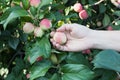 A woman hand picking a red ripe apple from the apple tree Royalty Free Stock Photo