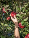 Woman hand picking a red ripe apple from a tree Royalty Free Stock Photo