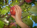 Woman hand picking a red ripe apple from a tree Royalty Free Stock Photo