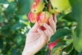 A woman hand picking a red ripe apple from the apple tree Royalty Free Stock Photo