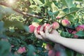 A woman hand picking a red ripe apple from the apple tree Royalty Free Stock Photo