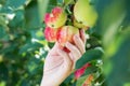 A woman hand picking a red ripe apple from the apple tree