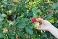 A woman hand picking a red ripe apple from the apple tree