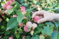 A woman hand picking a red ripe apple from the apple tree Royalty Free Stock Photo