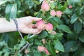 A woman hand picking a red ripe apple from the apple tree