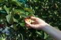 A woman hand picking a red ripe apple from the apple tree Royalty Free Stock Photo
