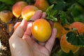 Woman hand picking ripe apricot from the tree on organic plantation. Untreated fruit, close up. Healthy living. Copy space