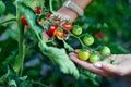 Woman hand picking ripe red cherry tomatoes in green house farm Royalty Free Stock Photo