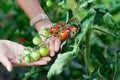 Woman hand picking ripe red cherry tomatoes in green house farm Royalty Free Stock Photo