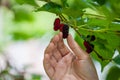 Woman hand picking up fresh mulberry Royalty Free Stock Photo