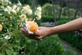 Woman hand picking yellow rose in lush flower garden Royalty Free Stock Photo