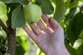 Woman hand picks a green apple from an apple tree branch with le Royalty Free Stock Photo