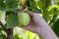 Woman hand picks a green apple from an apple tree branch with le Royalty Free Stock Photo