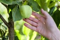 Woman hand picks a green apple from an apple tree branch with le Royalty Free Stock Photo