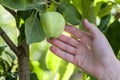 Woman hand picks a green apple from an apple tree branch with le Royalty Free Stock Photo